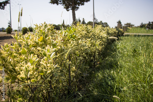 Long green hedge with a lawn and blue sky background