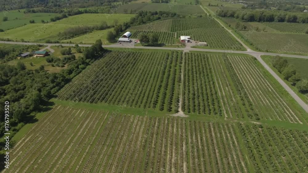 aerial farm of vineyard and apple orchard approach smooth 4k aerial farm of vineyard and apple orchard approach smooth 4k