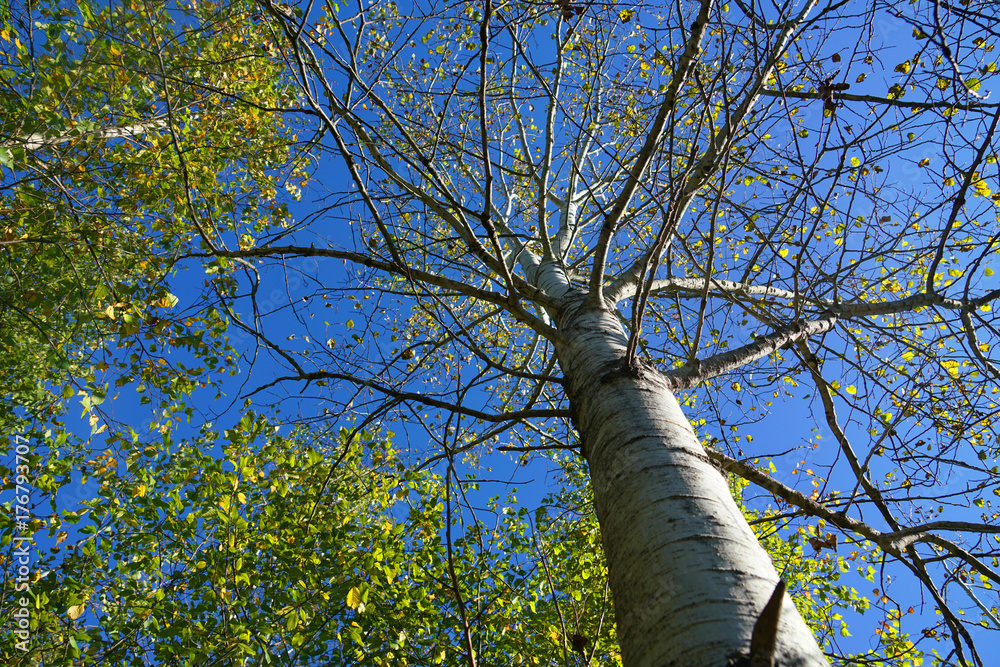 Fototapeta premium Low angle view of green tree trunk and branches
