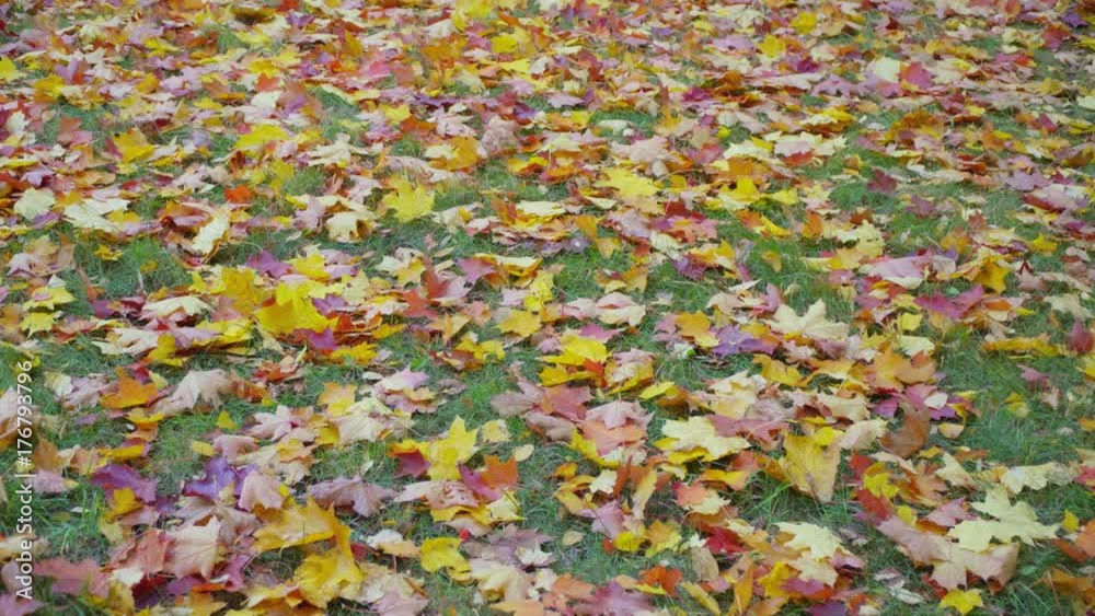 autumn: yellow and red leaves lying on the grass. autumn: yellow and red leaves lying on the grass.