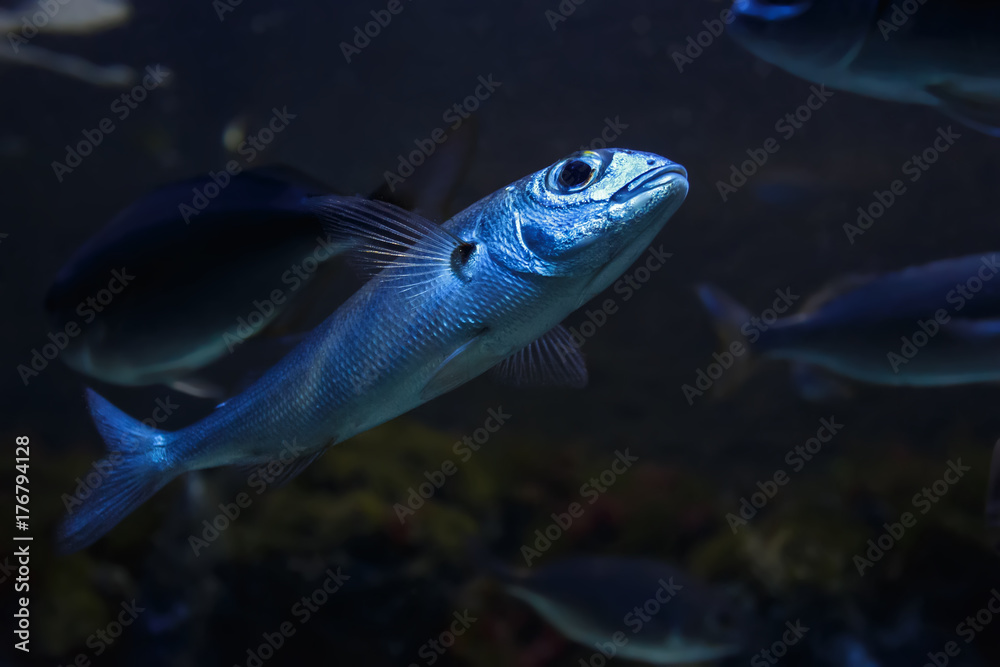 Exotic sea fish Exotic sea fish