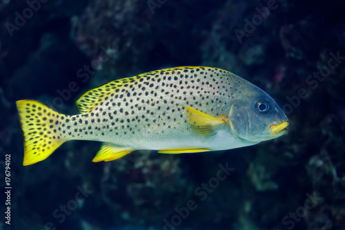 Exotic sea fish Blackspotted rubberlip