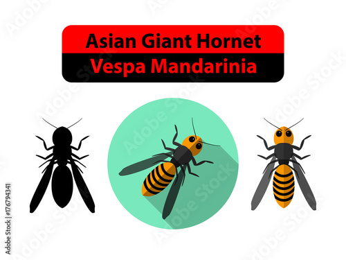 Asian Giant Hornet or Vespa Mandarinia on white photo