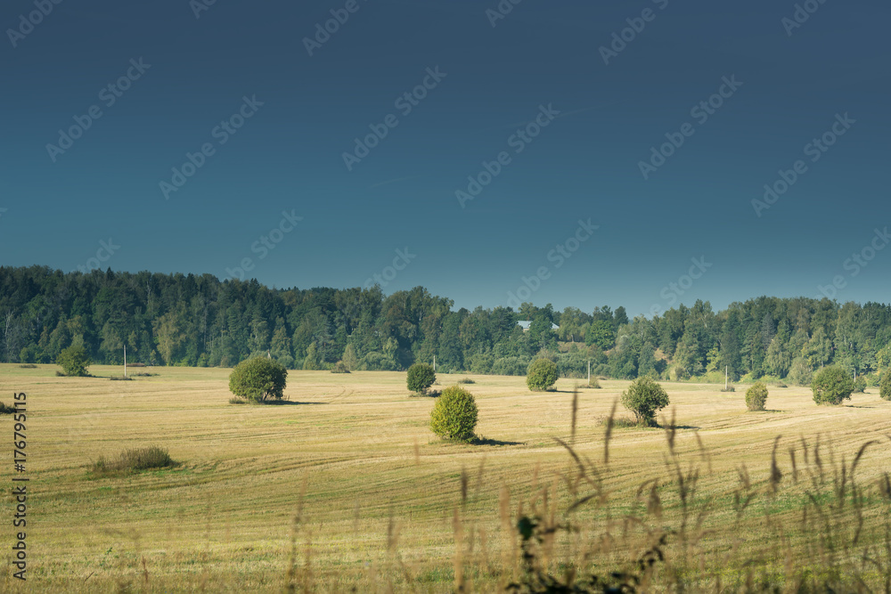 fields and trees at sunrise in the morning under the blue sky