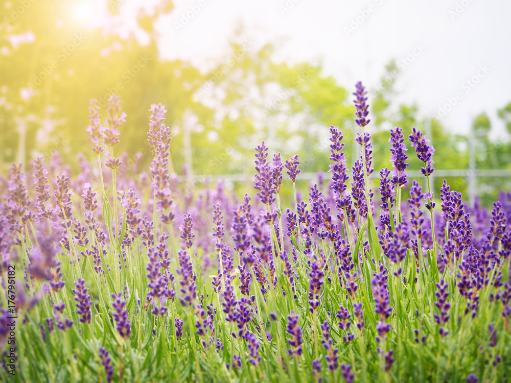 Abstract soft lavender field for background in Japan