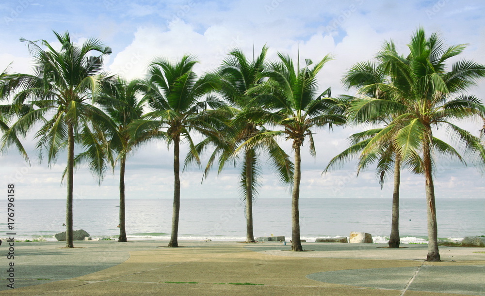 Palm and coconut tree at the beach