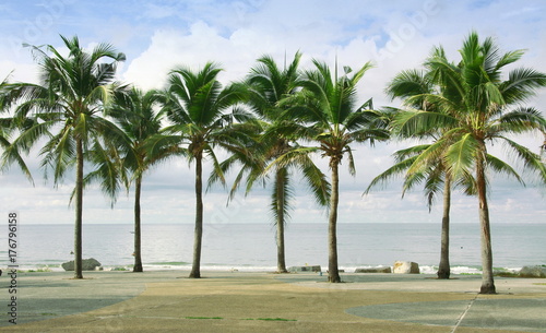 Palm and coconut tree at the beach