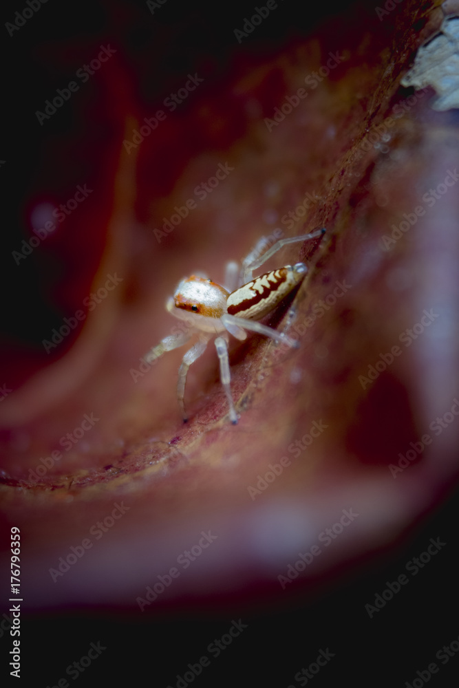 Obraz premium Jumping spider face close up. Macro photography