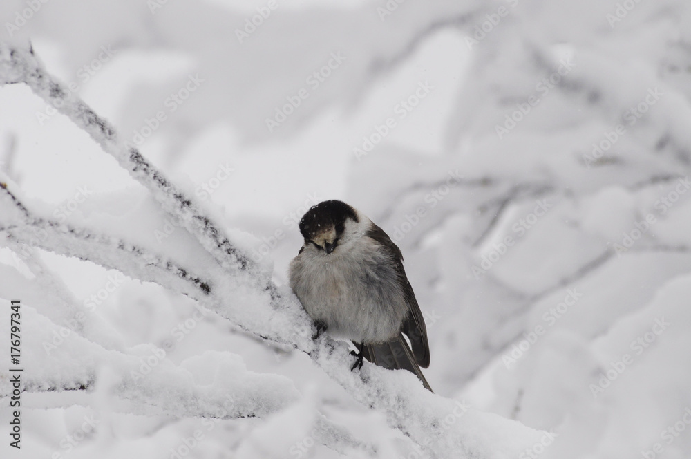 Fototapeta premium grey jay