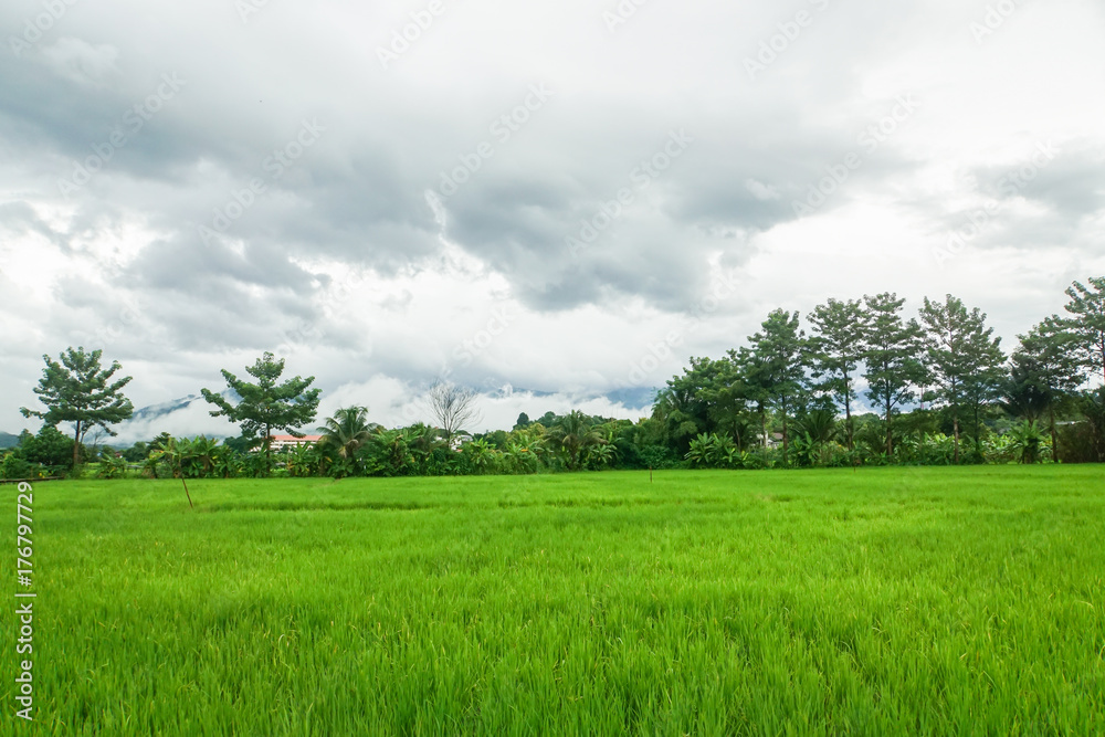 Green rice field with fog in rainy season Green rice field with fog in rainy season