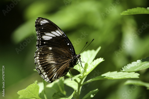 Closeup of a black, brown and white butterfly on a leaf © J Huser Photography