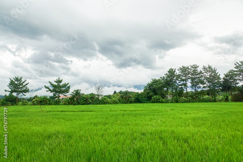 Green rice field with fog in rainy season