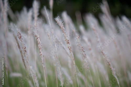Imperata cylindrica (cogon grass) blowing in the wind