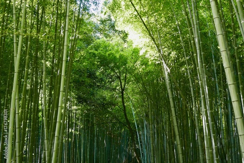 Bamboo forest in Arashiyama