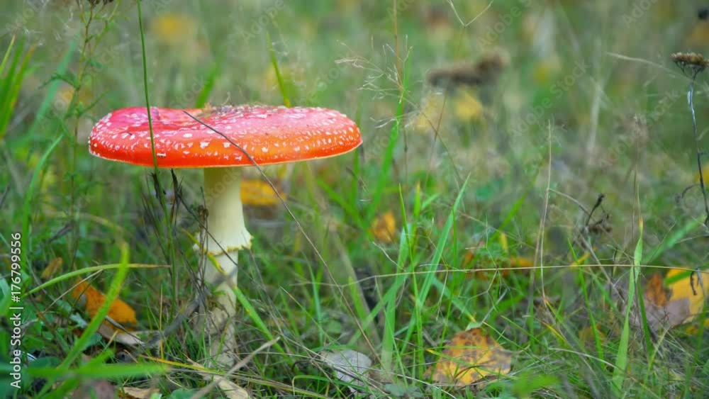 Wild amanita muscaria fly agaric mushroom in full bloom. Wild amanita muscaria fly agaric mushroom in full bloom.