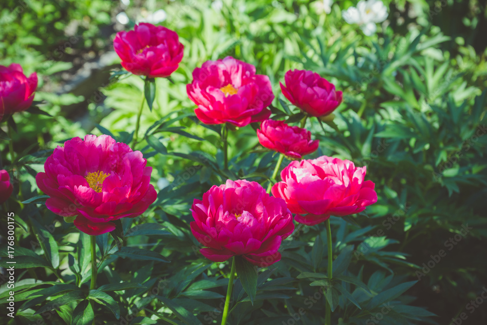 Red peonies blossoming in the garden. Shallow depth of field.