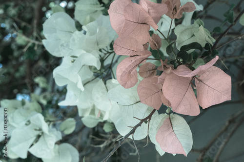 botanical floral pink white black