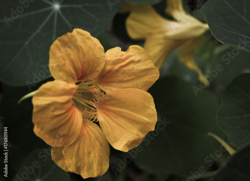 botanical spring orange macro beauty