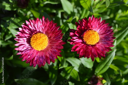 botanical floral sun bright pink