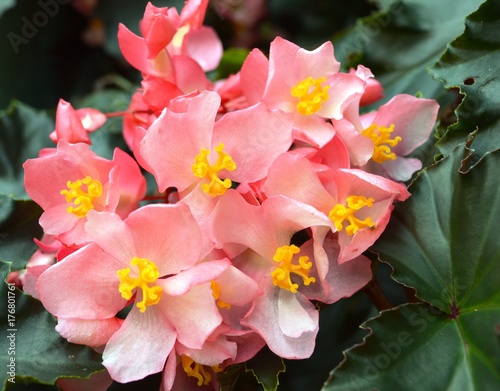 Botanical begonia pink yellow green floral