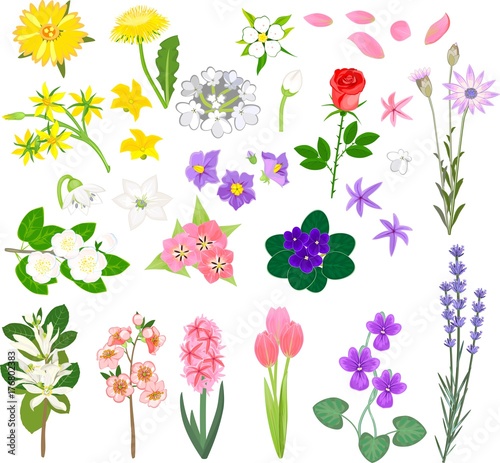 Set of different flowers on white background