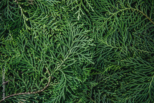 the  fresh green pine leaves , Oriental Arborvitae, Thuja orientalis (also known as Platycladus orientalis) leaf texture background for design foliage pattern and backdrop