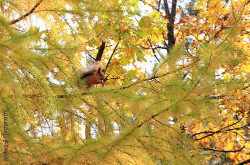 squirrel in the autumn forest on the branches of a coniferous tree © Светлана Евграфова