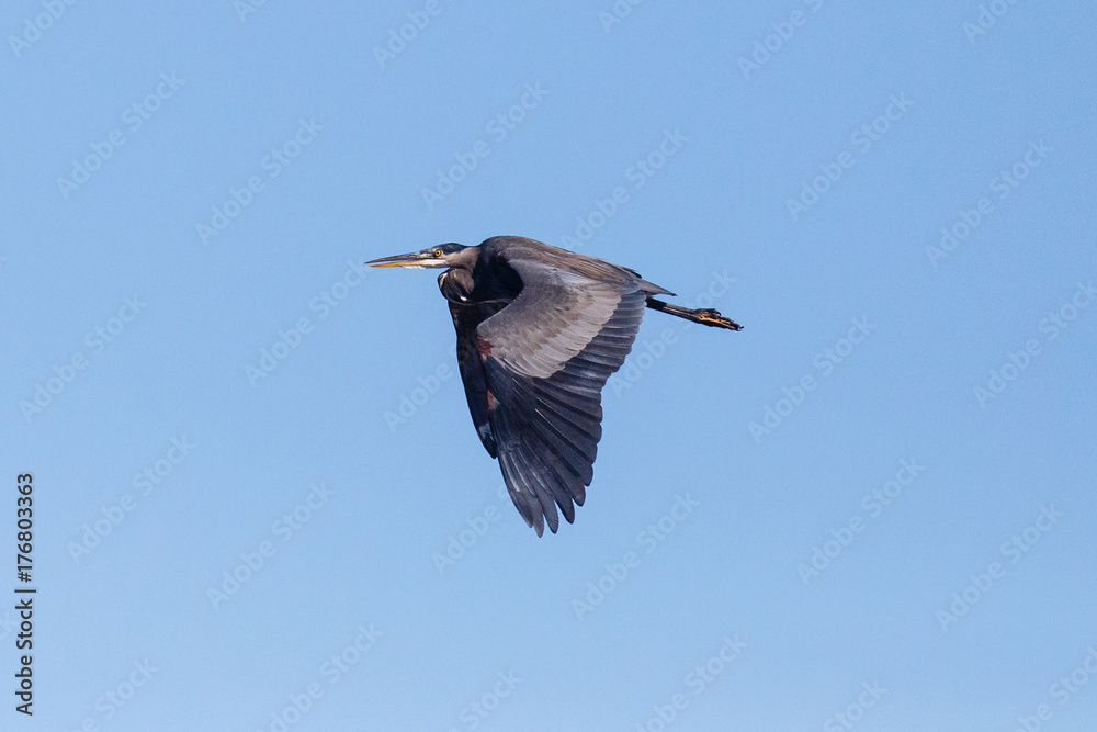 Obraz premium Great Blue Heron flying with wings spread down and beak partially open against the blue sky.