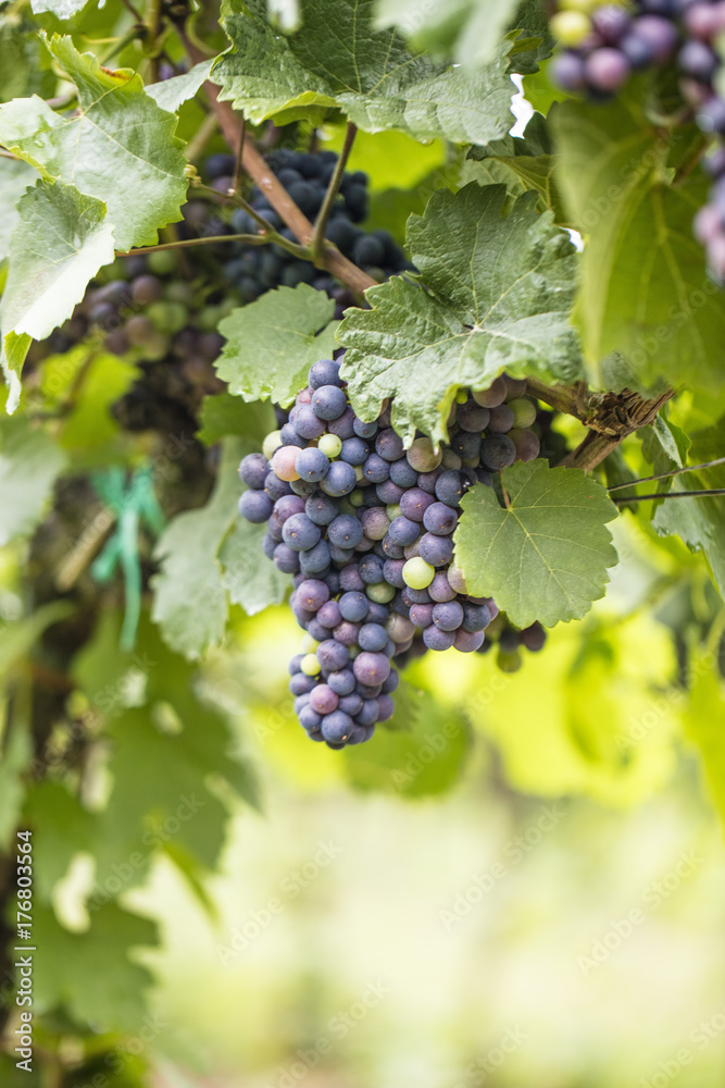 fresh blue and green grapes 