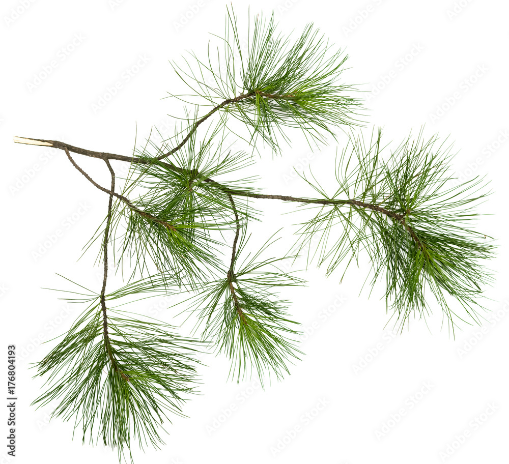 Fir tree branches isolated on white background. Christmas pine tree branches decoration. Fir tree branches isolated on white background. Christmas pine tree branches decoration.