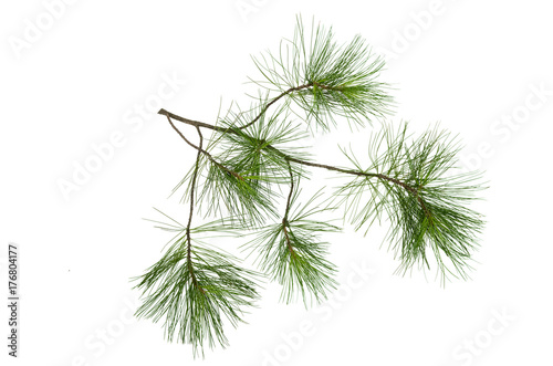Fir tree branches isolated on white background. Christmas pine tree branches decoration.