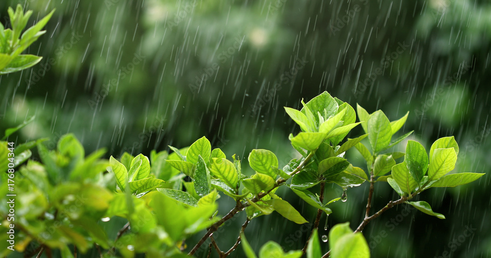 nature fresh green leaf branch under havy rain in rainy season - obrazy, fototapety, plakaty 