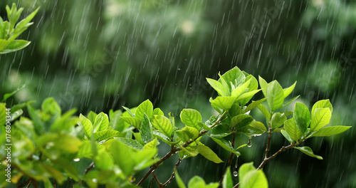 nature fresh green leaf branch under havy rain in rainy season photo