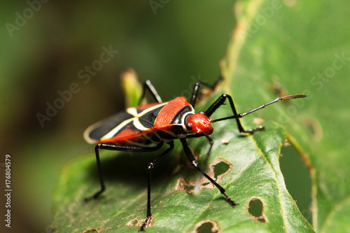 Cotton Stainer Bug © Clinton