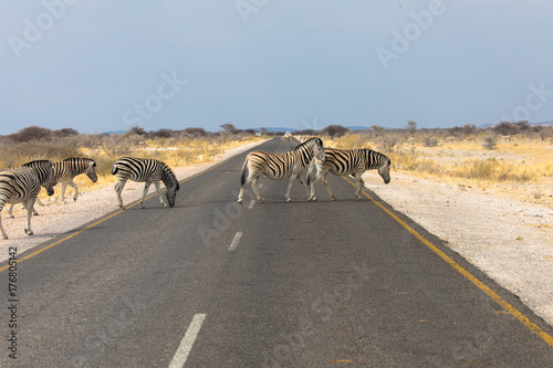 Zebraherde überqueren die Straße, Namibia photo