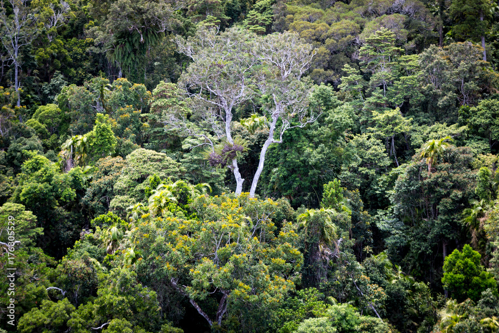 Australian Rainforest