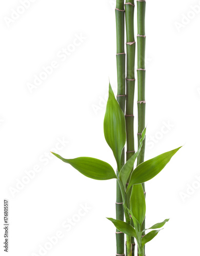   Three branches  of  Bamboo isolated on white background.  Sander's Dracaena