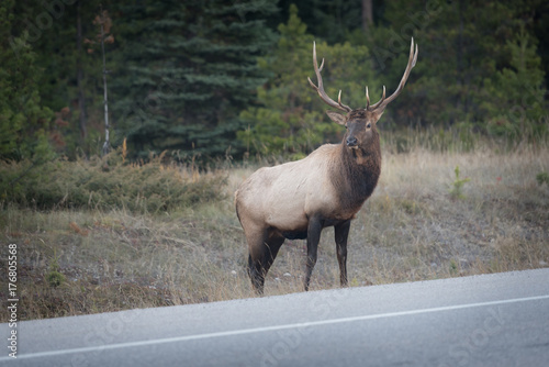Roadside Elk