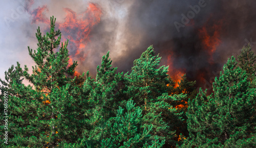  wildfire  burning pine forest .