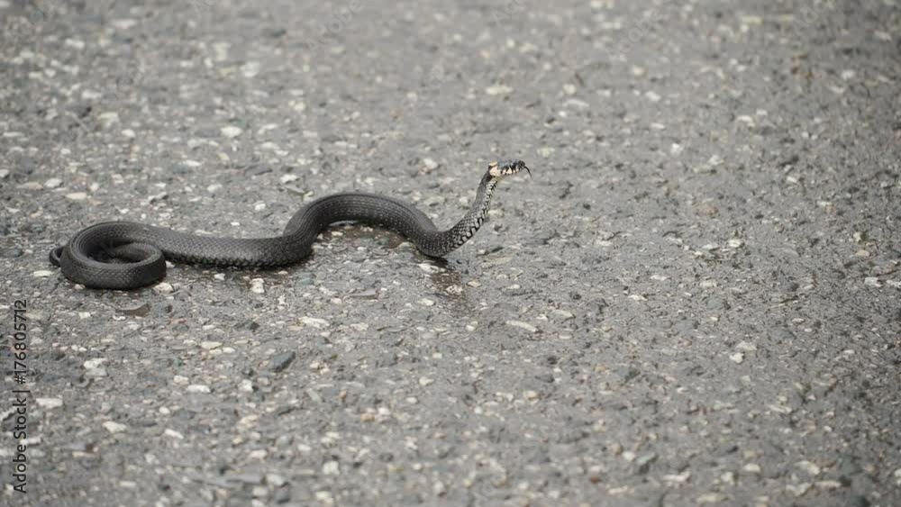 Black natrix. Grass snake curled up on the pavement Black natrix. Grass snake curled up on the pavement