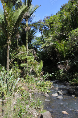 Wallpaper Mural Karekare stream New Zealand Torontodigital.ca