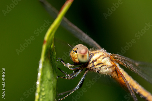 Dragonfly © Clinton