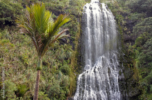 King Palm tree and Karekare Falls New Zealand