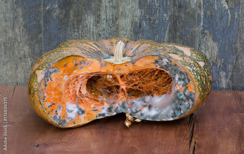 rotten pumpkin with mold
