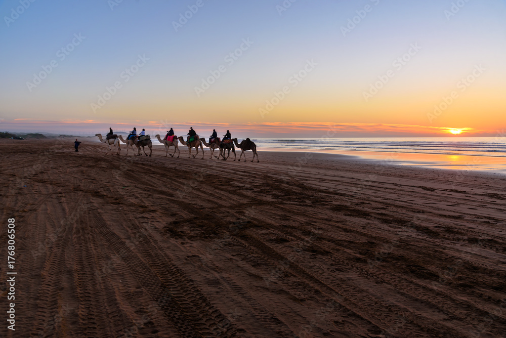Camel caravan at beach at sunset . Essaouira.