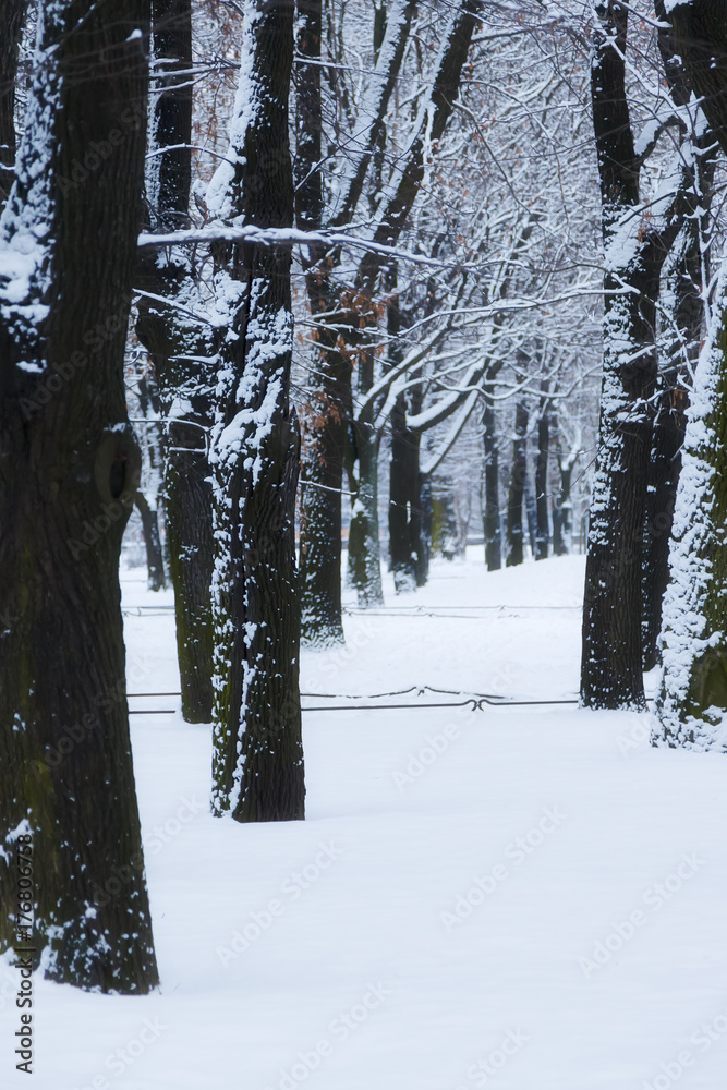 Fototapeta premium City Park in winter