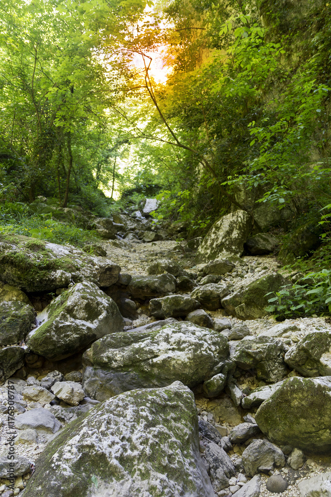 mountain forest with beech tree mountain forest with beech tree