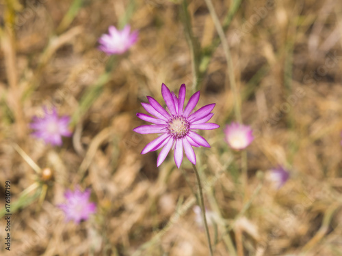 Purple flower of Annual Everlasting or Immortelle  Xeranthemum annuum  macro selective focus  shallow DOF