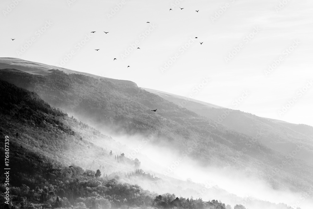 A flock of birds flying over mountains and hills covered by mist