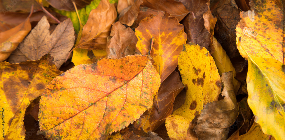 panorama leaves in autumn